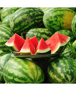 Lazy Melon King Watermelon red Meat Garden Balcony, 30 seeds - £10.18 GBP