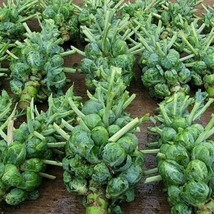 Catskill Brussel Sprout For Planting Heirloom Vegetable Bulk Seeds - $171.48 MXN