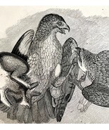 Red Tailed Buzzard With Prey Victorian 1856 Bird Wood Engraving Nature D... - €34,45 EUR