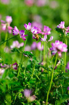 50 Milk Vetch Astragalus Sinicus Pink Purple Flower   - $17.00