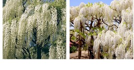 White Chinese Wisteria 5 Seeds Vine Climbing Flower Perennial Rare Tropical - £16.77 GBP