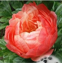 20 Seeds Peony Flowers Seeds Rose Pink To Whitish Pink Double Ball Flowe... - $14.11