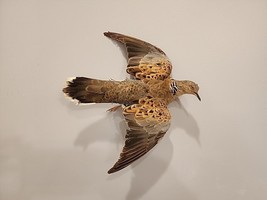 J113 Flying European Turtle Dove Bird Mount Taxidermy - £191.65 GBP
