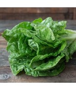 1500 Parris Island Lettuce Seeds  Heirloom FRESH - $12.00