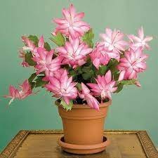 100 PCS Seeds Schlumbergera Flores Christmas Cactus Plant Water Pink Flowers Item image 3