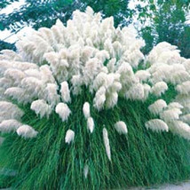 White Pampas Grass 200 Seeds - Cortaderia - £19.90 GBP