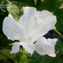 White Hige Morning Glory 50 Seeds Open With 5 Split Petals A Solid Petal E3999 G - $5.34