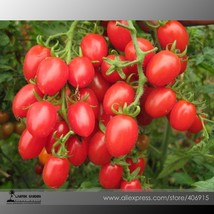 PWO Fresh &#39;Feng Tao&#39; Bunches Of Pink Red Cherry Tomato Seeds, Professional Pack, - £1.35 GBP