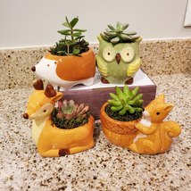 Hedgehog Planter with Succulent, Ceramic Animal Plant Pot with live plant image 10