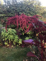 USA Seller 200 Seeds Amaranth Hopi Red Dye Organic - £6.10 GBP