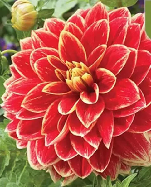 New Fresh Dahlia Seeds Buy 20 Get 20 Vibrant Color Flowerbed - £8.22 GBP