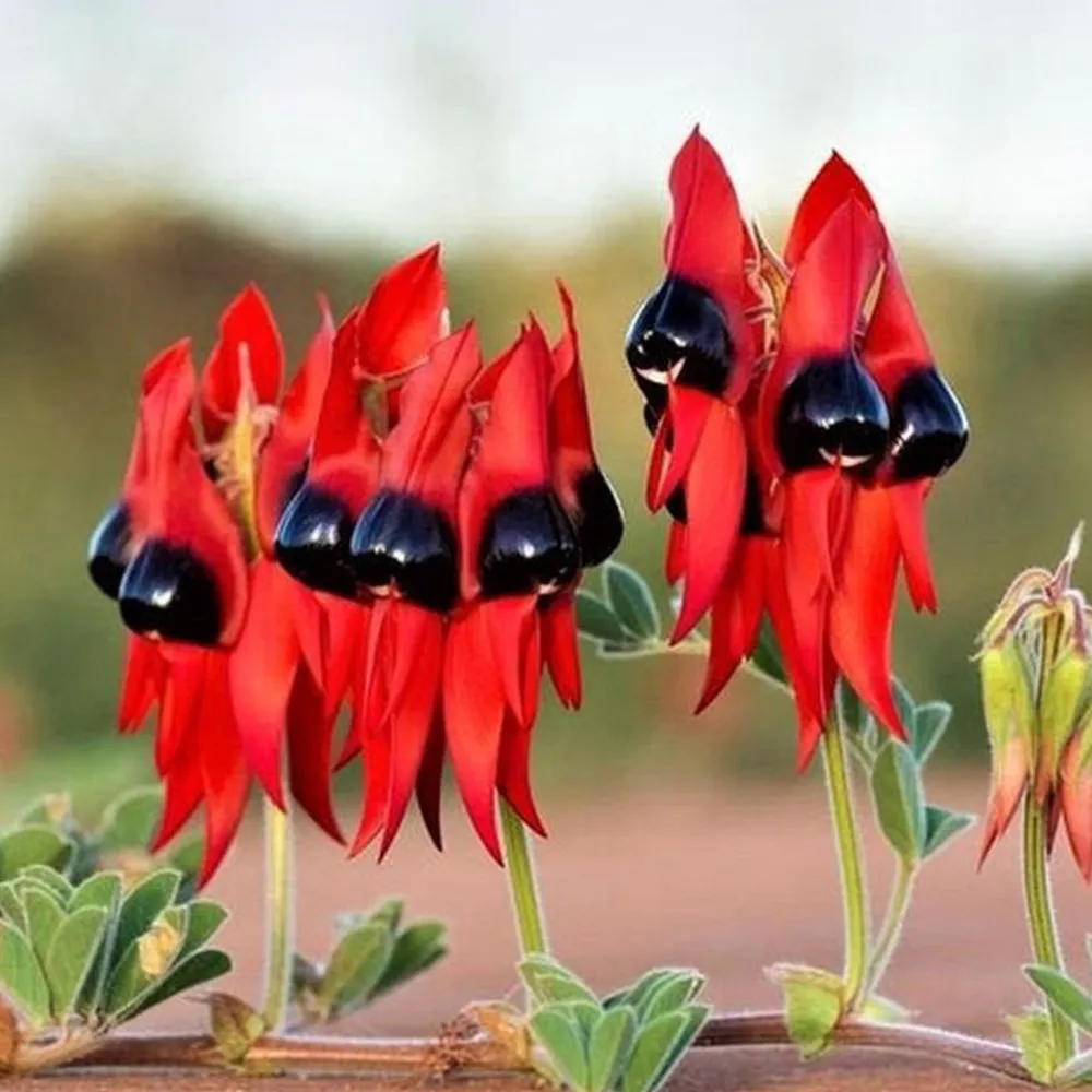 Grow Sturt&#39;s Desert Pea – Unique Australian Wildflower Seeds for Arid Ga... - $699.00