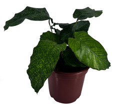 Calathea Musaica By Leal Plants Ecuador | Calathea Network Prayer Plant - £19.55 GBP