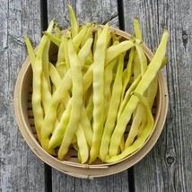 Fresh Seeds USA Bean Seeds Romano Gold Beans Vegetable Gardening - $19.96