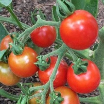 Stupice Tomato Seeds Organic US Fast Shipping - $37.22 MXN