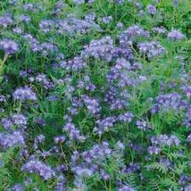 From Usa Lacy Phacelia Lavender Cover Crop Loves Heat Pollinators Bees Non-GMO 1 - £3.18 GBP