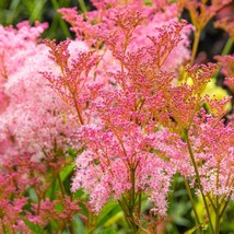 10 Queen Of The Prairie Pink Meadowsweet Filipendula Rubra Flower Seeds New Fres - £13.72 GBP