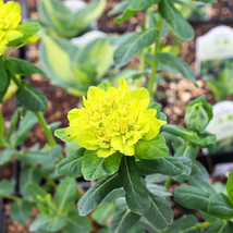 Cushion Spurge Flower (Euphorbia Polychroma) - 15 Seeds - $9.56