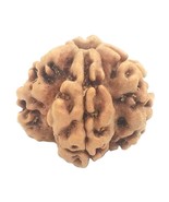Rare 1 Mukhi Rudraksha With only 1 Compartment Fully Matured - Nepal -IG... - $2,779.92 MXN