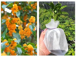 Tea Olive Orange Flowering Fragrant osmanthus Live Plant ( 1 QT ) - £43.27 GBP