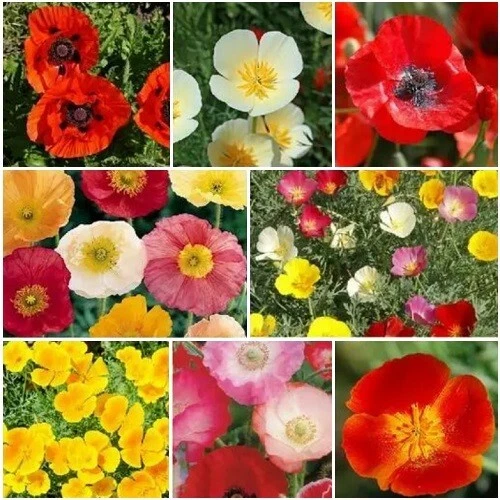 10,000+ Poppy Flower Power 50-50 Perennial Annual Poppy Mix Seeds Inc Or... - $19.77