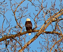 Bald Eagle in Tree - 8x10 Framed Photograph - $25.00