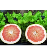 5 galllon. Florida only! Ruby Red Grapefruit Tree, 3-5 feet tall, grafted - €185,21 EUR