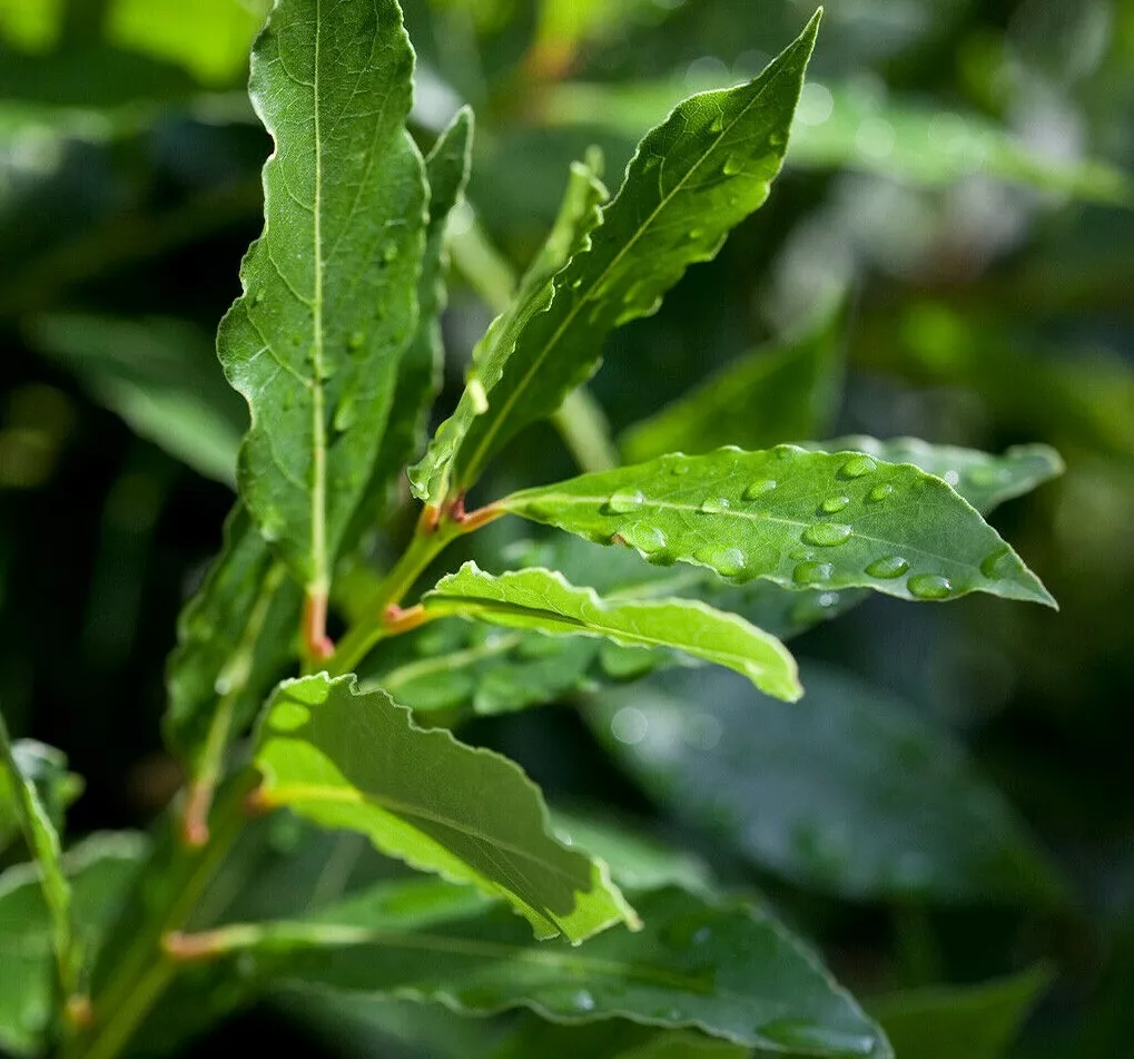 6 Bay Leaf Trees 3-6&quot; Tall Live Plants Sweet Bay Laurel Laurus nobilis - £84.37 GBP