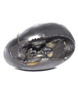 Rare Shimshumara Shaligram / Shimshumara Salagram - Gandaki River Nepal - $292.04