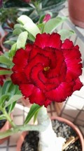 VP Red Black Tips Desert Rose Adenium Obesum Flowers Perennial Exotic 4 Seeds - £6.26 GBP