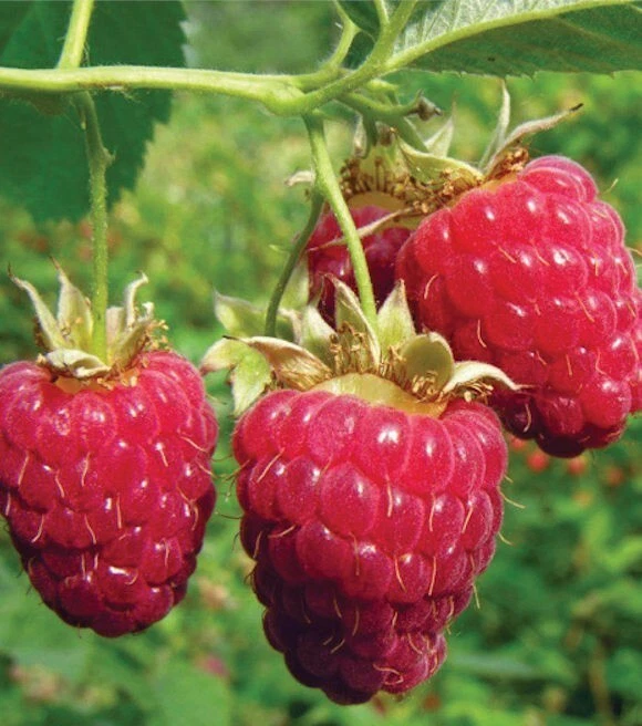 1 Heritage red raspberry rooted plant Everbearing. Zones 4-8. - $35.63