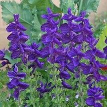 40 Salvia Blue Monday Flower Seeds Perennial Deer &amp; Drought Tolerant Sage - £13.24 GBP