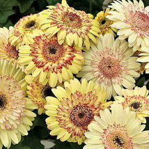 200 SEEDS Daisy Light Yellow Perennial Flower Seeds, 8-layer yellow red double p - £11.17 GBP