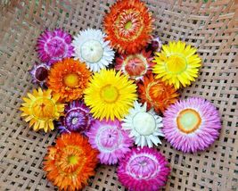 300 Seeds Dwarf Strawflower Mix 18&quot; Floral Dried Arrangements Garden/Containers - £13.18 GBP