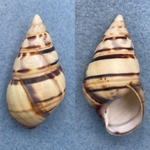 #5 Liguus fasciatus floridanus 49.2mm F++ Pinecrest #40 Collected By Humes - £11.73 GBP