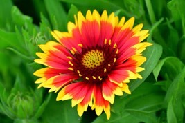 150 INDIAN BLANKET SEEDS NON GMO HEIRLOOM - $2.57