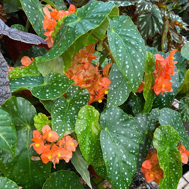 RAFH Begonia Orange Glow 3.5 until 4 Inch Pot USA Seller - £24.94 GBP