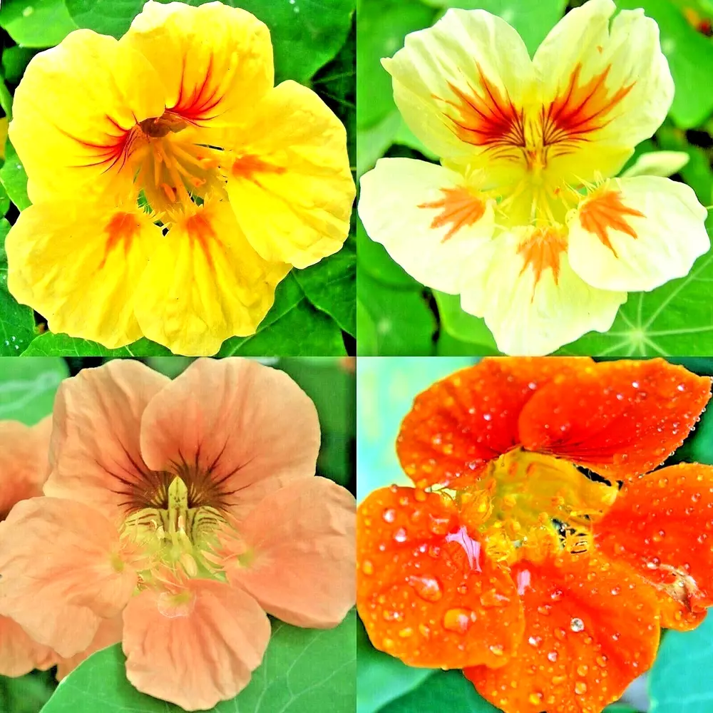 100+ Nasturtium Spring Mix Seeds Award Drought Shade Tolerant Flowers Dw... - $10.26