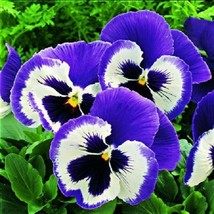 Item image 1 image 1