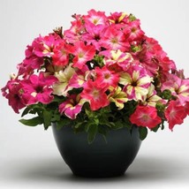 Petunia Lime Coral Mix Seed New Ideal Lush Plant Blankets With Tons Of Flowers S - £12.45 GBP