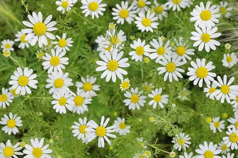 MBK 200 Seeds German Chamomile Herb Packs Sale - $178.79 MXN