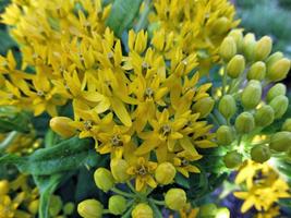 FROM US 10 Seeds Asclepias Tuberosa Hello Yellow Rare (Monarch Host Plants) GV18 - £23.41 GBP