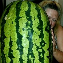 US Seller 75 Pound Carolina Cross Watermelon Seeds Massive Prize Winning Melons  - £9.63 GBP