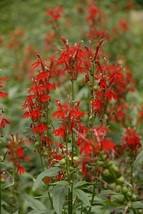 Live Plant Cardinal Flower Lobelia cardinalis - £35.50 GBP