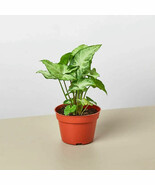 SML 25 Seeds Syngonium White Butterfly Fast Shipping - €12,40 EUR