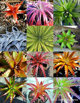 100 Seeds Color Dyckia Mix Exotic Succulent Hetchia Agave Xeriscaping Aloe Seed - £23.41 GBP