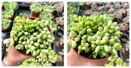 Live Plant - Cotyledon Pendens Succulent - Fully Rooted - £36.79 GBP