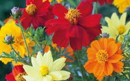 Bright Lights Cosmos 100+ Seeds Organic Newly Harvested, Beautiful Bright Flower - £3.90 GBP