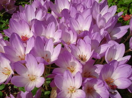 Sell Store 10 Autumn Crocus Colchicum Autumnale Meadow Saffron Flower Seeds * Fr - £7.65 GBP