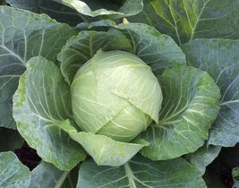 1000 Cabbage Seeds Copenhagen Market Fresh Seeds Fast Shipping - £10.72 GBP